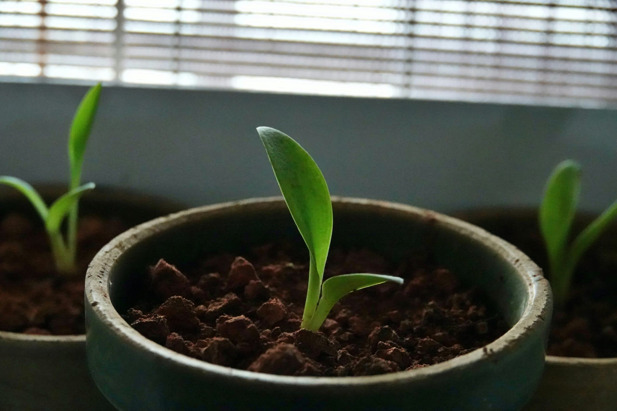 Organic Growth Systems That Actually Work in B2B Software